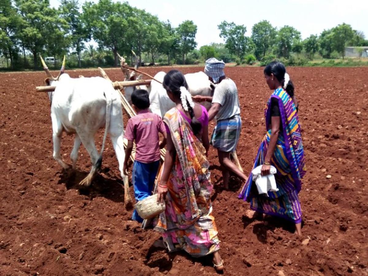 ಮುಂಗಾರಿಗೆ ಮುನ್ನವೇ ಉತ್ತಮ ಮಳೆ; ಗರಿಗೆದರಿದ ಕೃಷಿ ಚಟುವಟಿಕೆ, ಬಿತ್ತನೆ ಬೀಜ-ರಸಗೊಬ್ಬರಕ್ಕಿಲ್ಲ ಕೊರತೆ