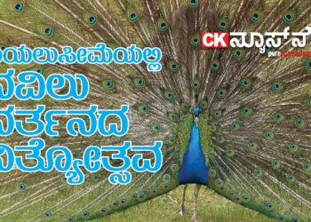 ಗುಡಿಬಂಡೆ ಆಸುಪಾಸಿನಲ್ಲಿ ಮನೆ ಅಂಗಳದಲ್ಲೇ ರಾಷ್ಟ್ರಪಕ್ಷಿಗಳ Ramp Walk