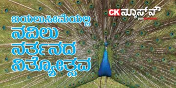 ಗುಡಿಬಂಡೆ ಆಸುಪಾಸಿನಲ್ಲಿ ಮನೆ ಅಂಗಳದಲ್ಲೇ ರಾಷ್ಟ್ರಪಕ್ಷಿಗಳ Ramp Walk