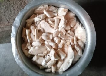 ಮಳೆಗಾಲದಲ್ಲಿ ಬಾಯಲ್ಲಿ ನೀರೂರಿಸುವ ನೈಸರ್ಗಿಕ ಅಣಬೆ