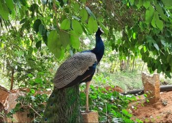ಬಯಲುಸೀಮೆಯಲ್ಲಿ ನವಿಲು ನರ್ತನದ ನಿತ್ಯೋತ್ಸವ