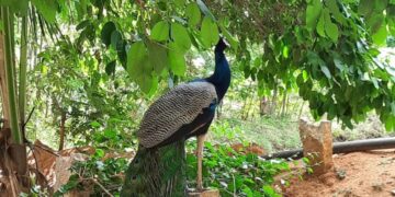 ಬಯಲುಸೀಮೆಯಲ್ಲಿ ನವಿಲು ನರ್ತನದ ನಿತ್ಯೋತ್ಸವ