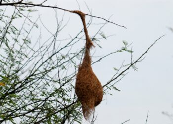 ಬೆರಗು ಮೂಡಿಸುವ ಗೀಜಗನ ಕುಶಲತೆ & ಎಂಜಿನಿಯರಿಂಗ್