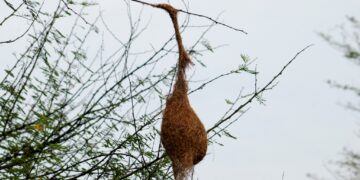 ಬೆರಗು ಮೂಡಿಸುವ ಗೀಜಗನ ಕುಶಲತೆ & ಎಂಜಿನಿಯರಿಂಗ್