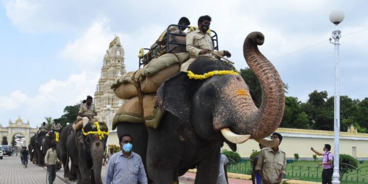 ಕ್ಯಾಪ್ಟನ್ ಅಭಿಮನ್ಯು ಗಜಪಡೆಗೆ ಭಾರ ಹೊರಿಸಿ ತಾಲೀಮು
