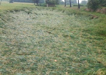 ಗುಡಿಬಂಡೆಯಲ್ಲಿ 992 ಮಿ.ಮೀ. ಮಳೆ; ನೆಲದಲ್ಲಿ ಮಲಗಿದ ಬೆಳೆ