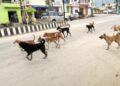 ಒಂದೇ ದಿನ ಐವರಿಗೆ ಕಚ್ಚಿದ ನಾಯಿಗಳು