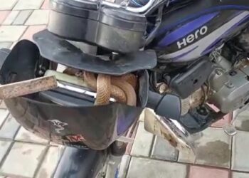 ಬೈಕಿನಲ್ಲಿ ಬುಸುಬುಸು ನಾಗಪ್ಪ!