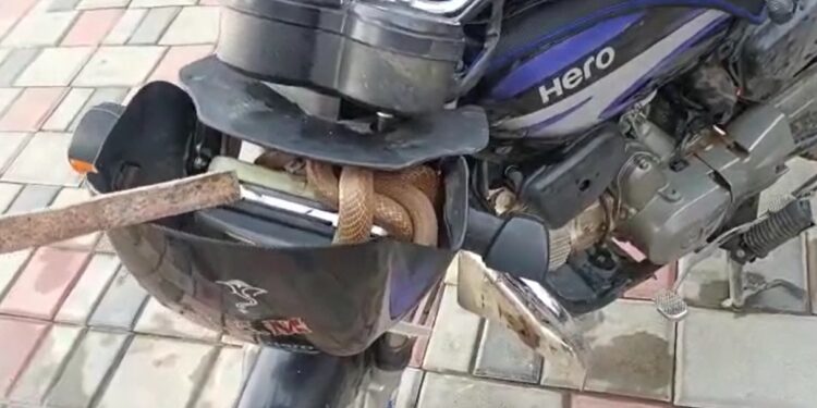 ಬೈಕಿನಲ್ಲಿ ಬುಸುಬುಸು ನಾಗಪ್ಪ!